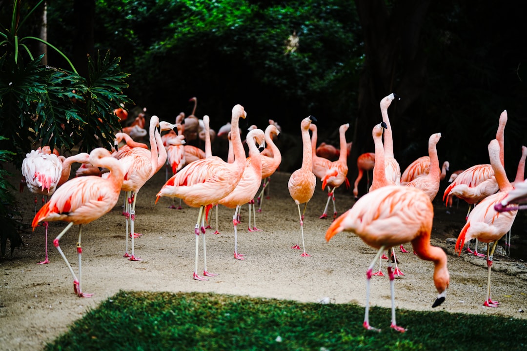 flock of flamingos on green grass field during daytime