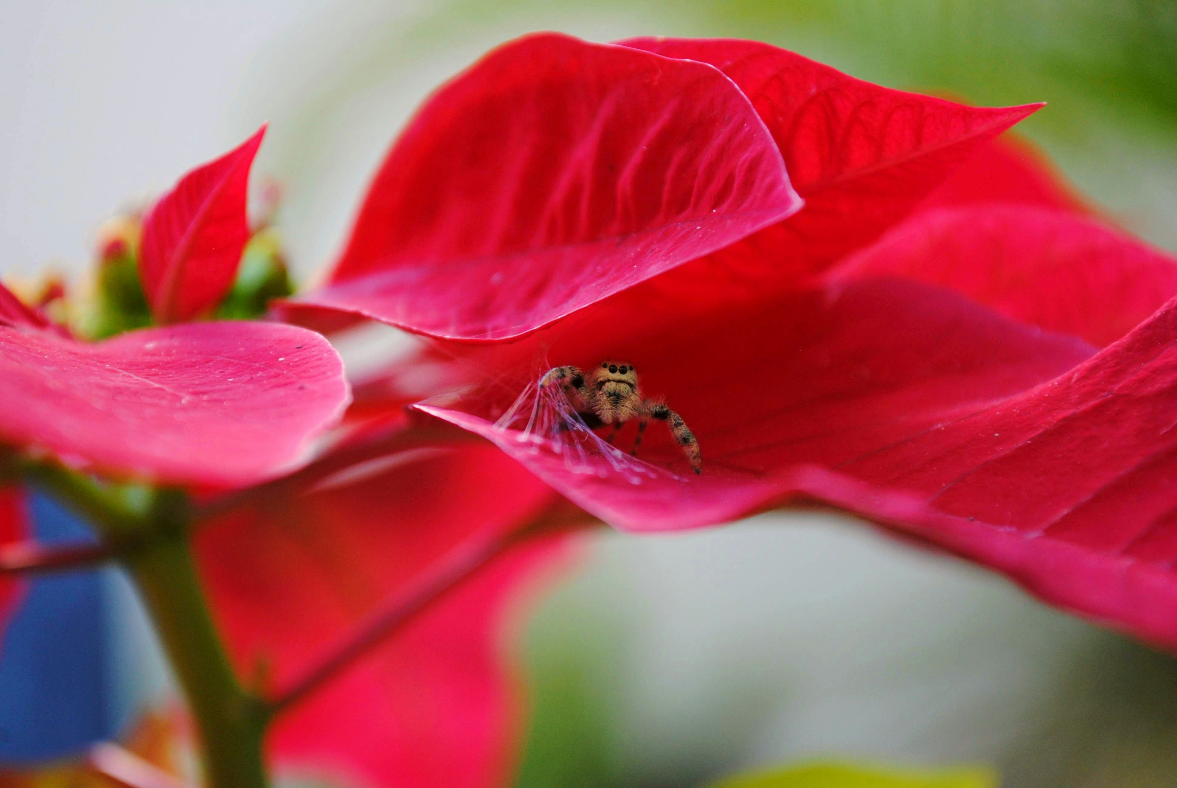 black and brown bug on red flower