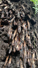 Close-up of vibrant organic maca roots freshly harvested in the Andes.