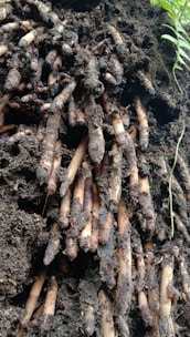 Close-up of fresh kava roots freshly harvested from rich Fijian soil.