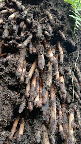 A vibrant close-up of fresh maca roots freshly harvested from the Andean soil.