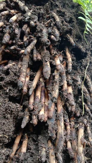 Close-up of freshly harvested root vegetables covered in rich soil, highlighting their earthy textures.