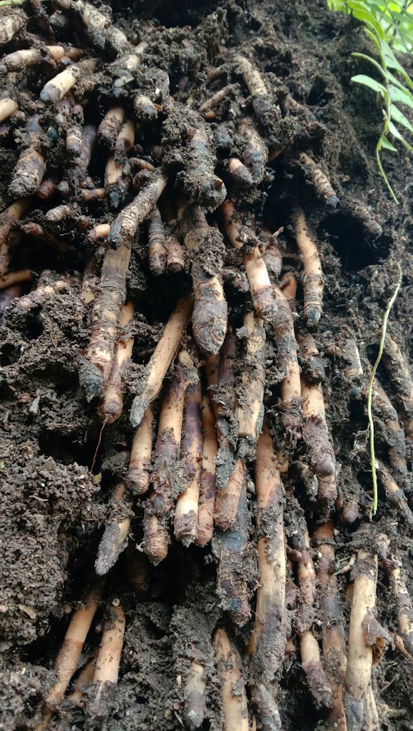 Organic Turmeric Root