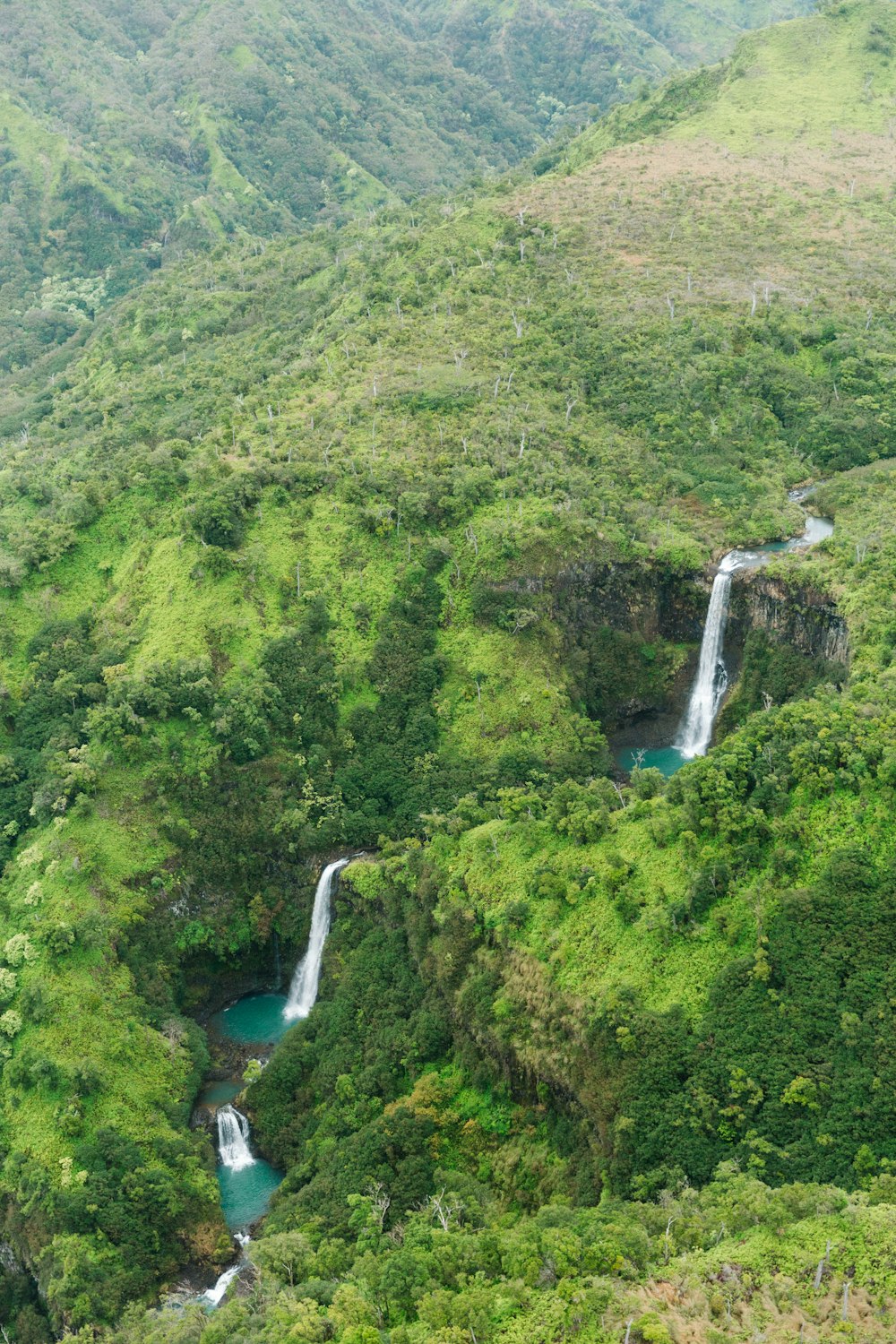 aerial view of green trees and river during daytime