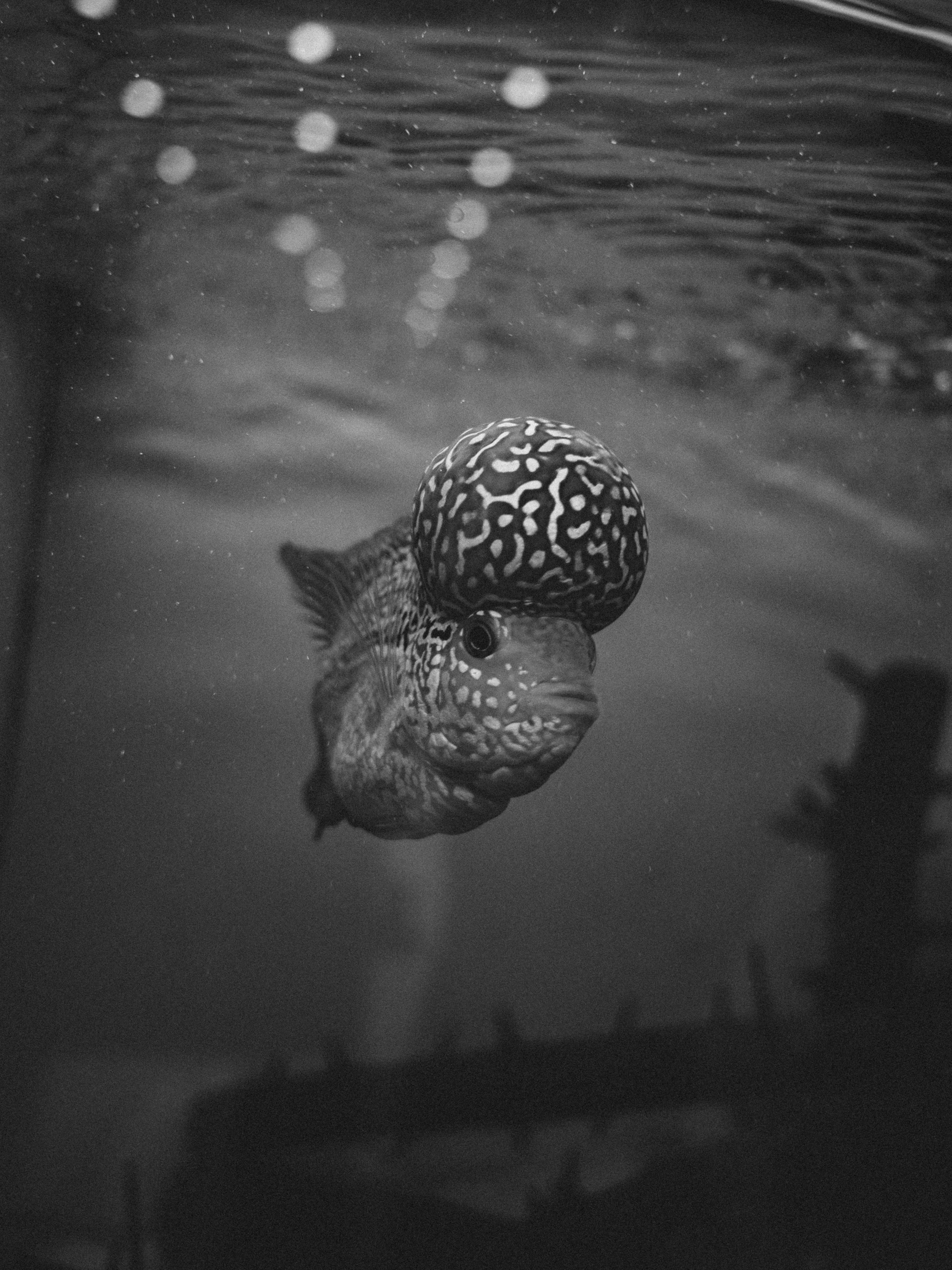grayscale photo of a black and white fish