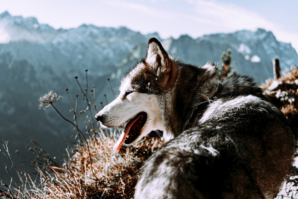 black and white siberian husky on brown grass field during daytime