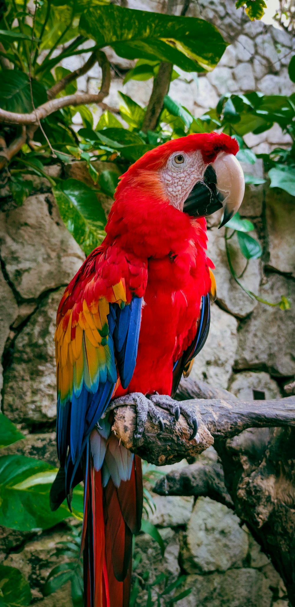 loro rojo, amarillo, azul y verde