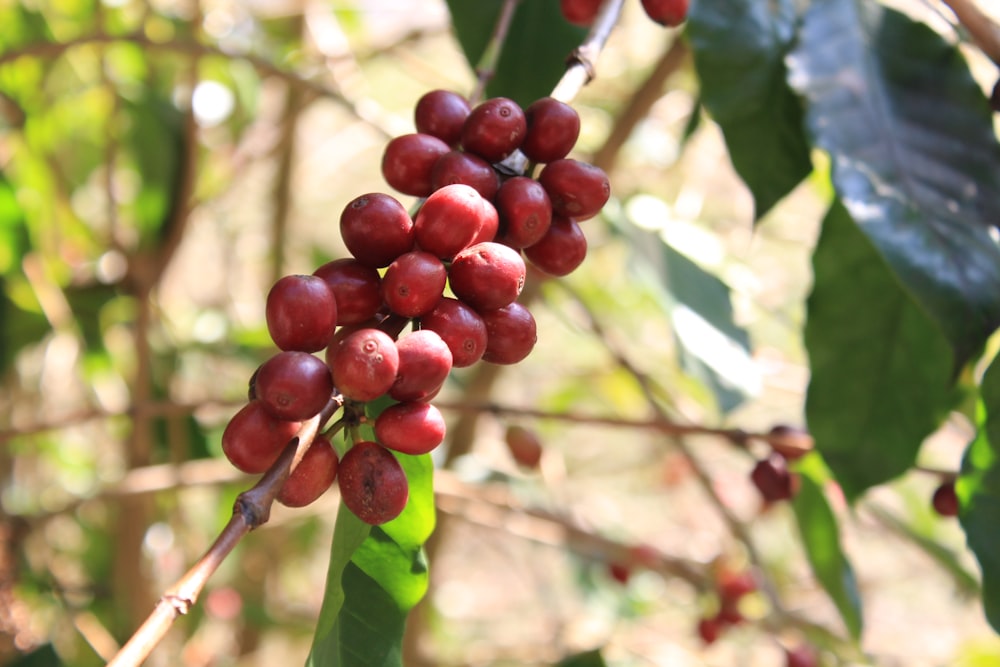 red round fruits on tree during daytime