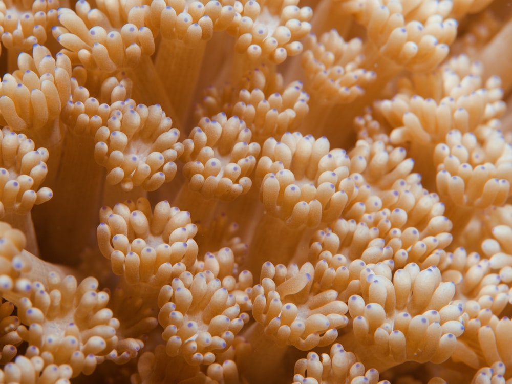 orange and white coral reef