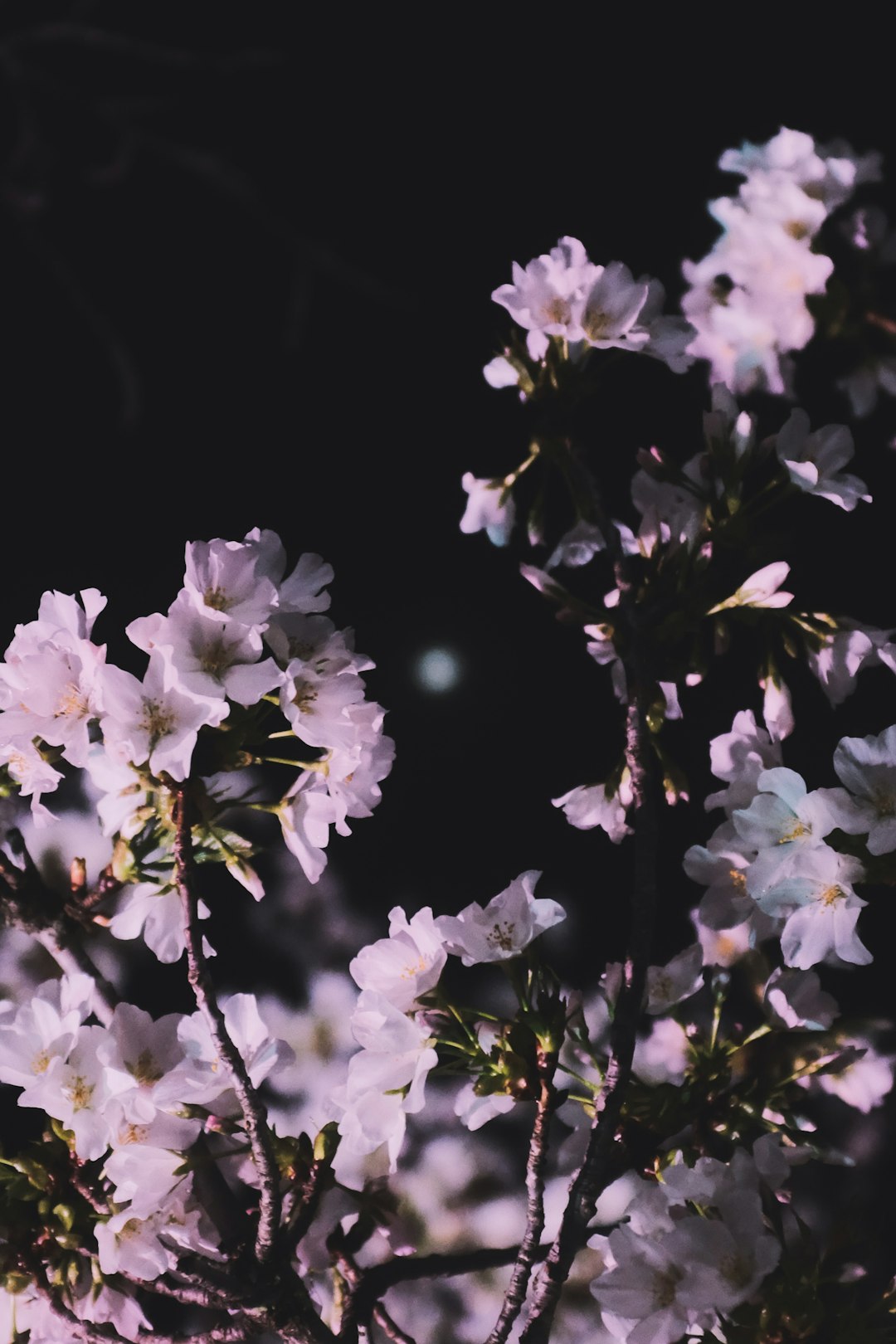 white and purple flowers in black background