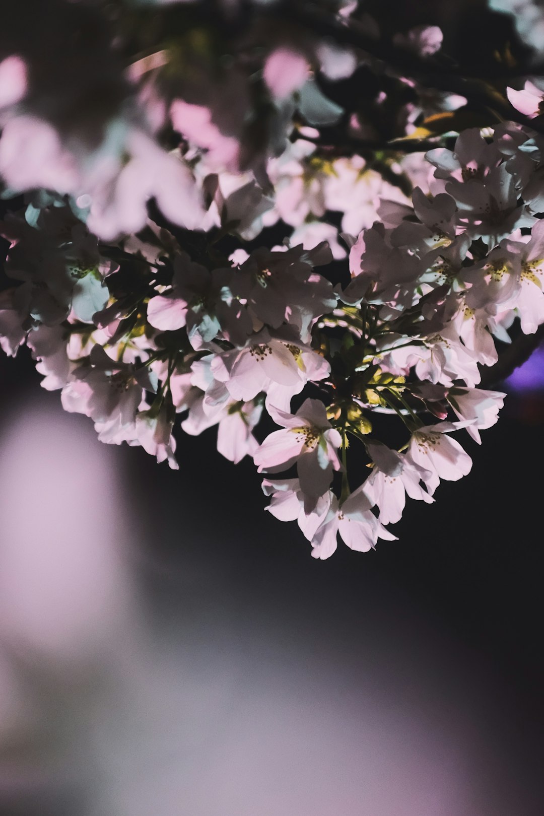 purple and white flower in tilt shift lens