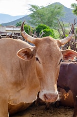 A light brown cow with prominent horns stands in an outdoor setting, surrounded by greenery and distant mountains. The cow appears calm and is positioned near other cattle.