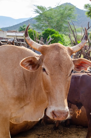 A light brown cow with prominent horns stands in an outdoor setting, surrounded by greenery and distant mountains. The cow appears calm and is positioned near other cattle.