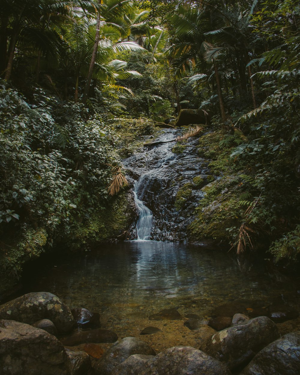 water falls in the middle of green trees