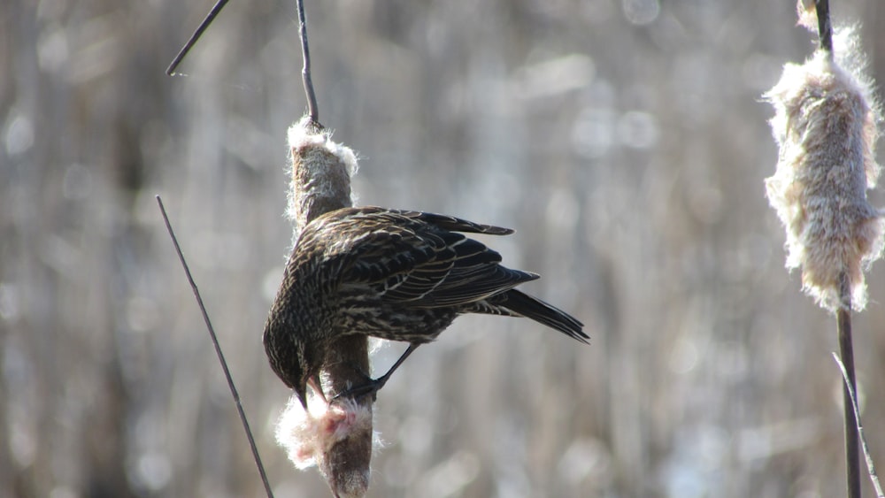 brown and white bird on tree branch