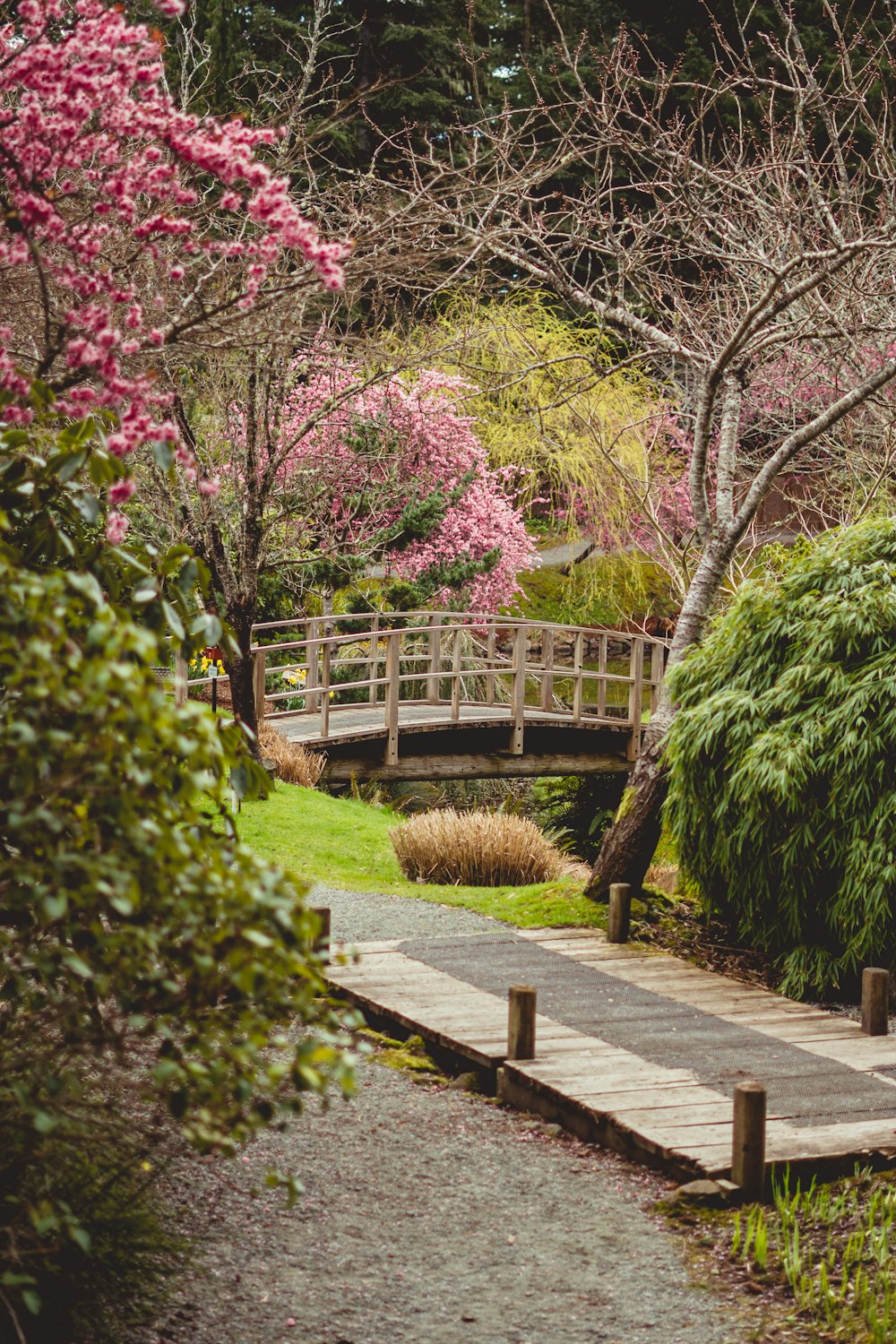 green grass and pink flowers on brown wooden pathway