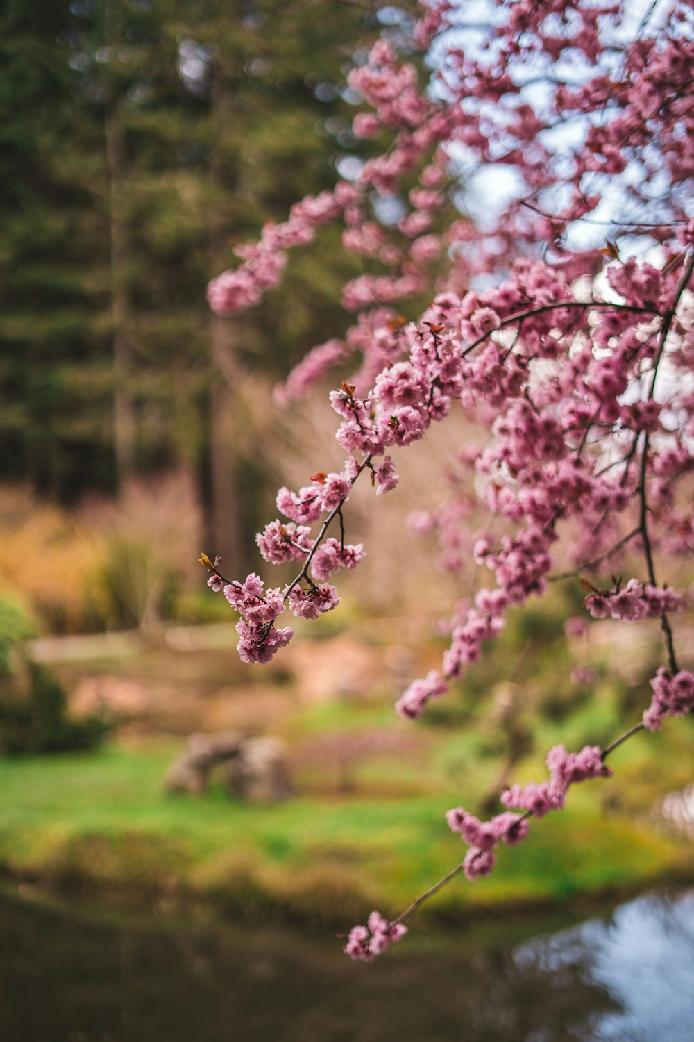 pink cherry blossom in close up photography