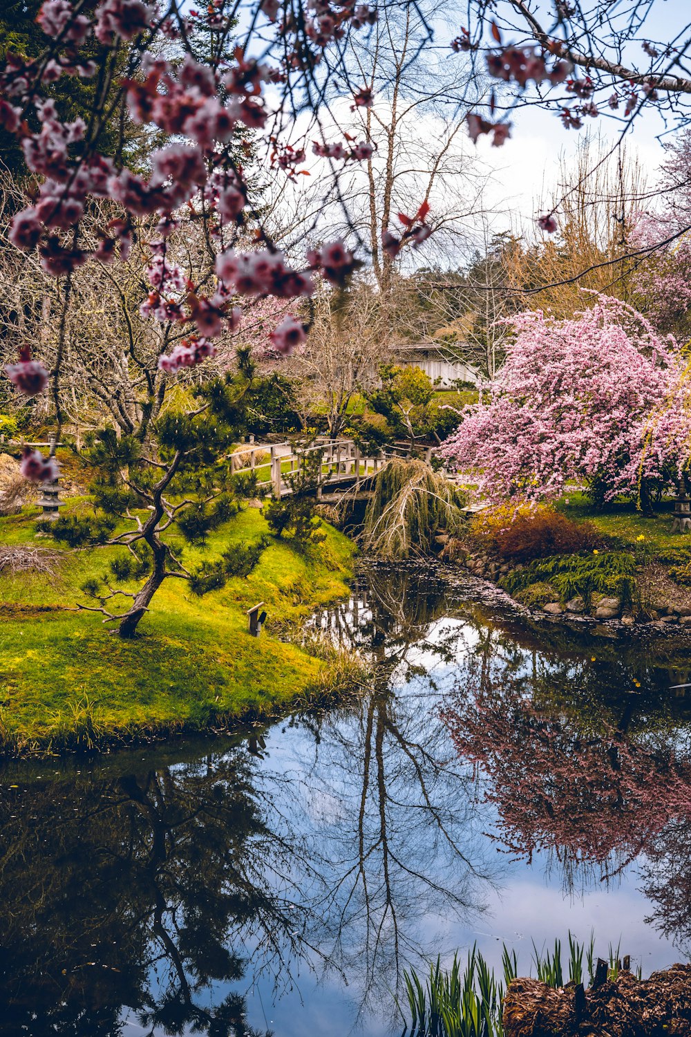 pink and brown trees beside river during daytime