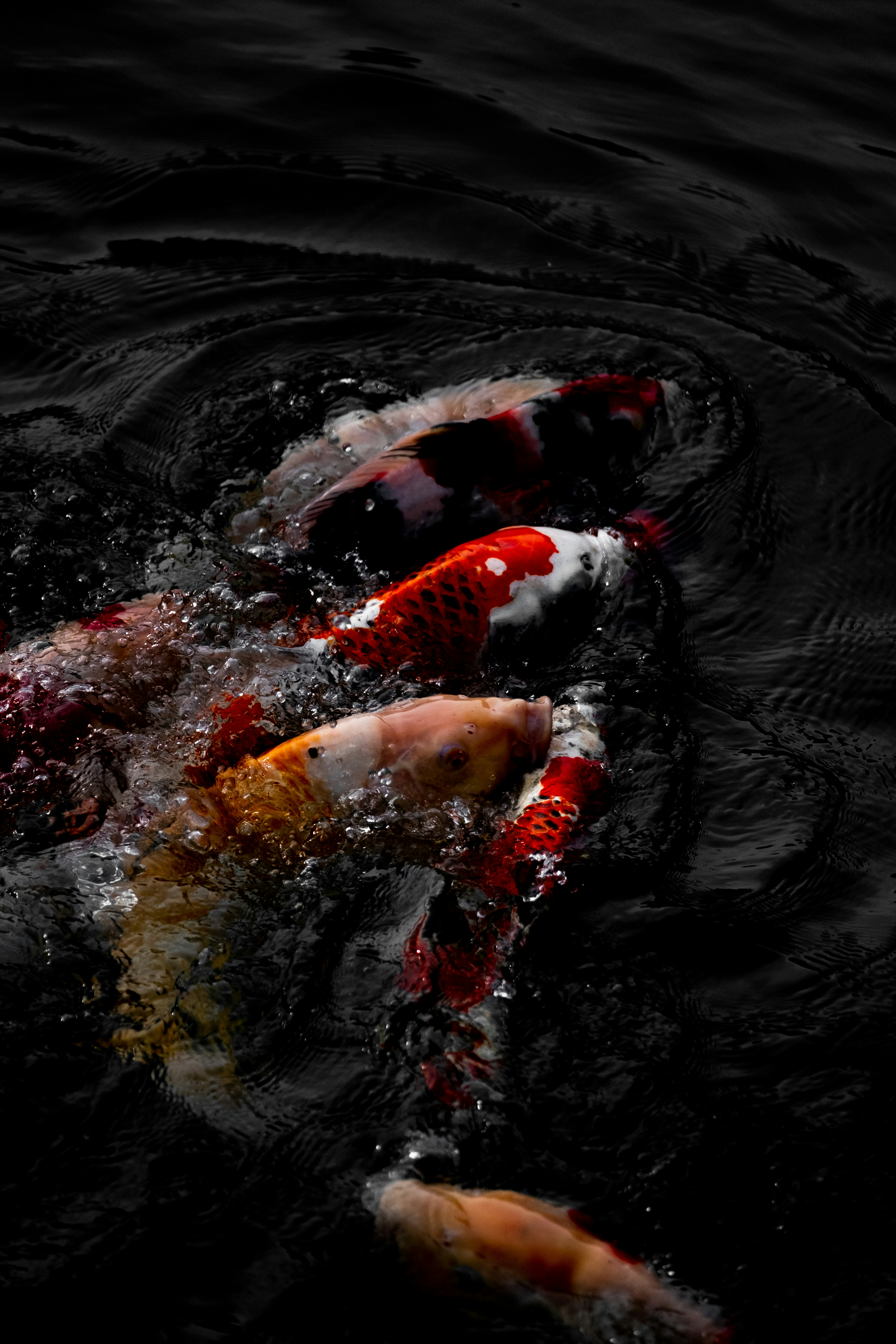 Ikan koi merah di atas air