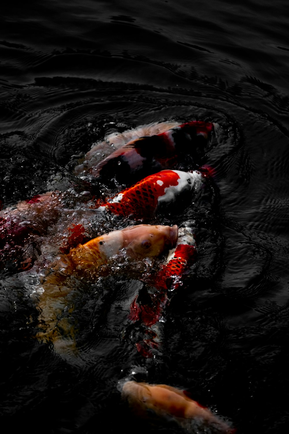 red koi fish on water