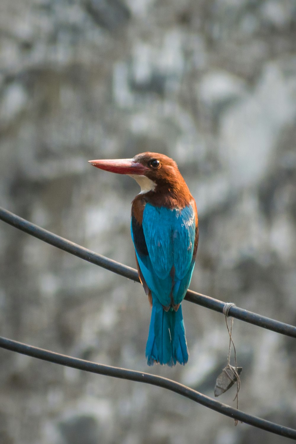 Uccello blu e marrone sul ramo grigio dell'albero durante il giorno