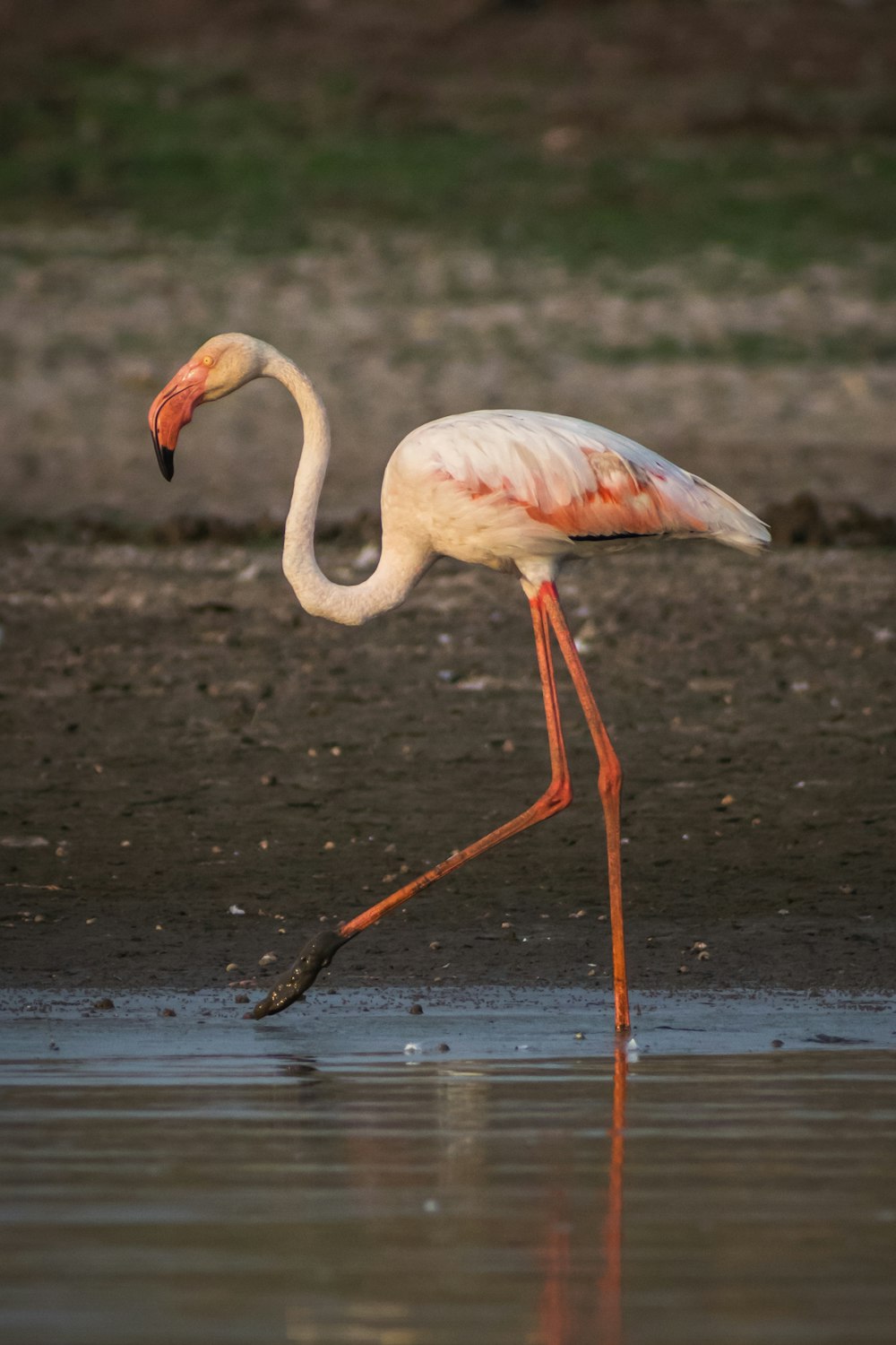 flamingo rosa no corpo de água durante o dia