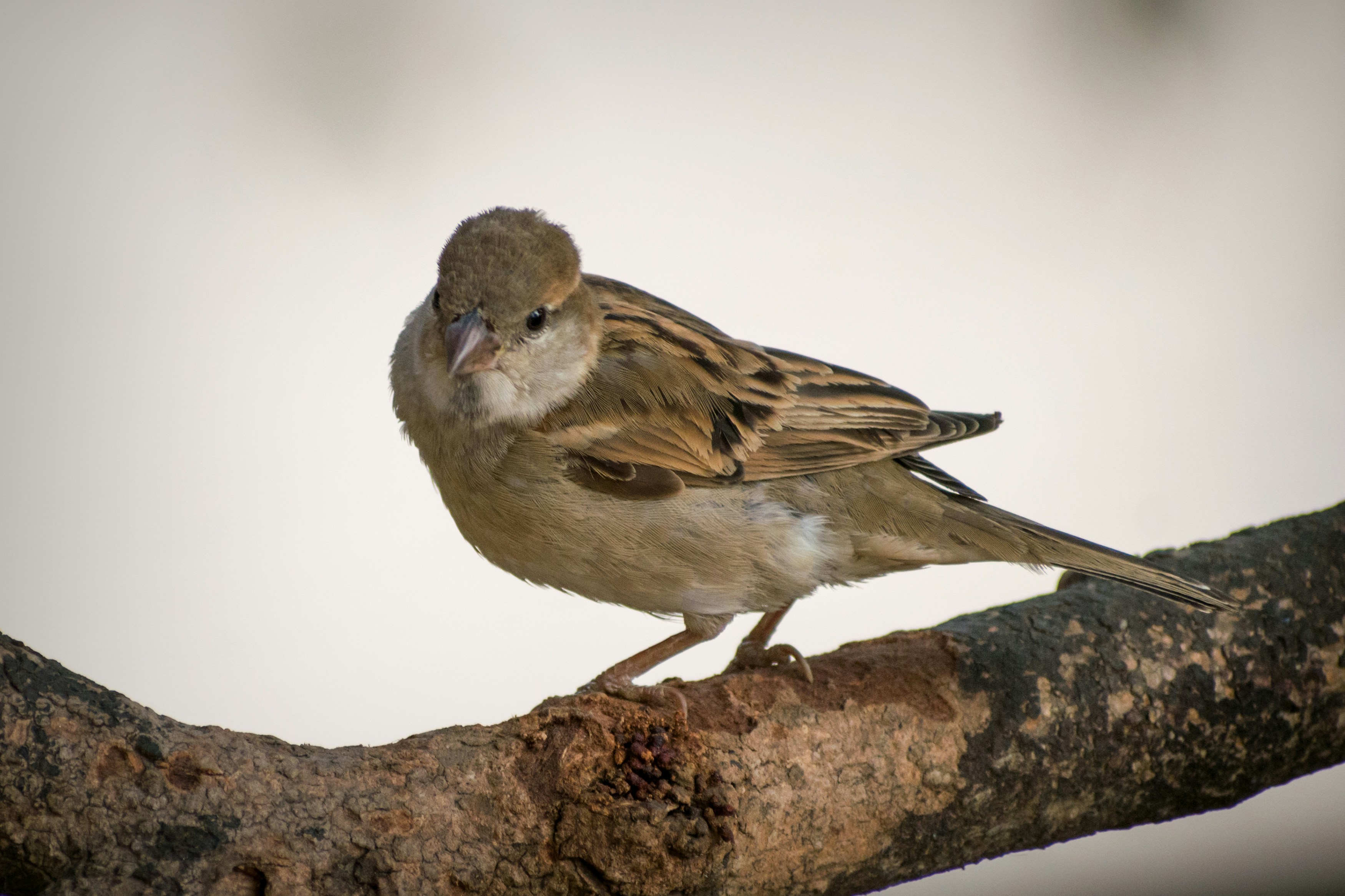 Photo by sonika_agarwal