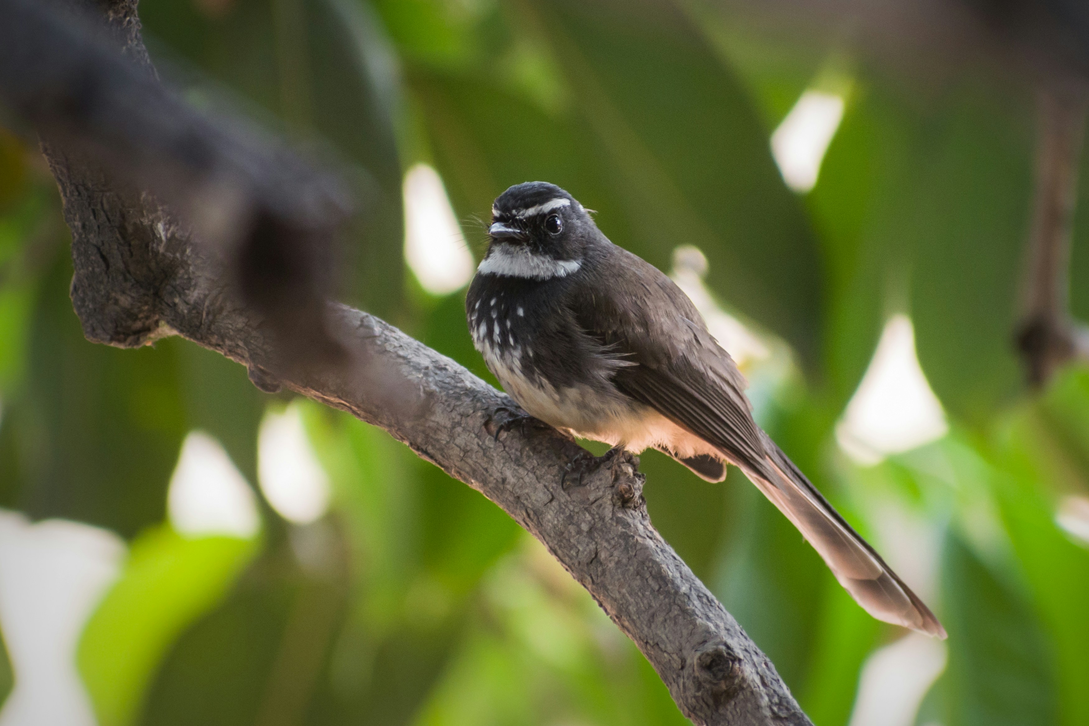 Photo by sonika_agarwal