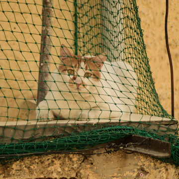 Close-up of a cat safely playing behind a discreet protective net on a window.