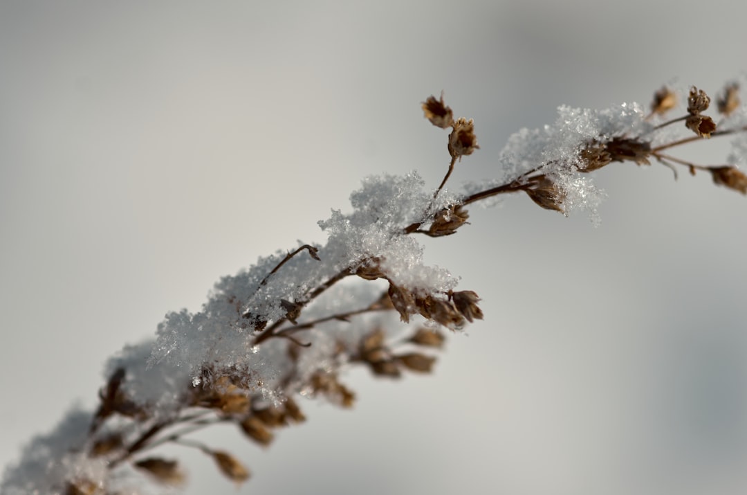 snow covered tree branch during daytime