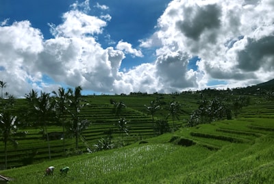 A vibrant green terraced agricultural field in Bandung with farmers working under a clear sky.