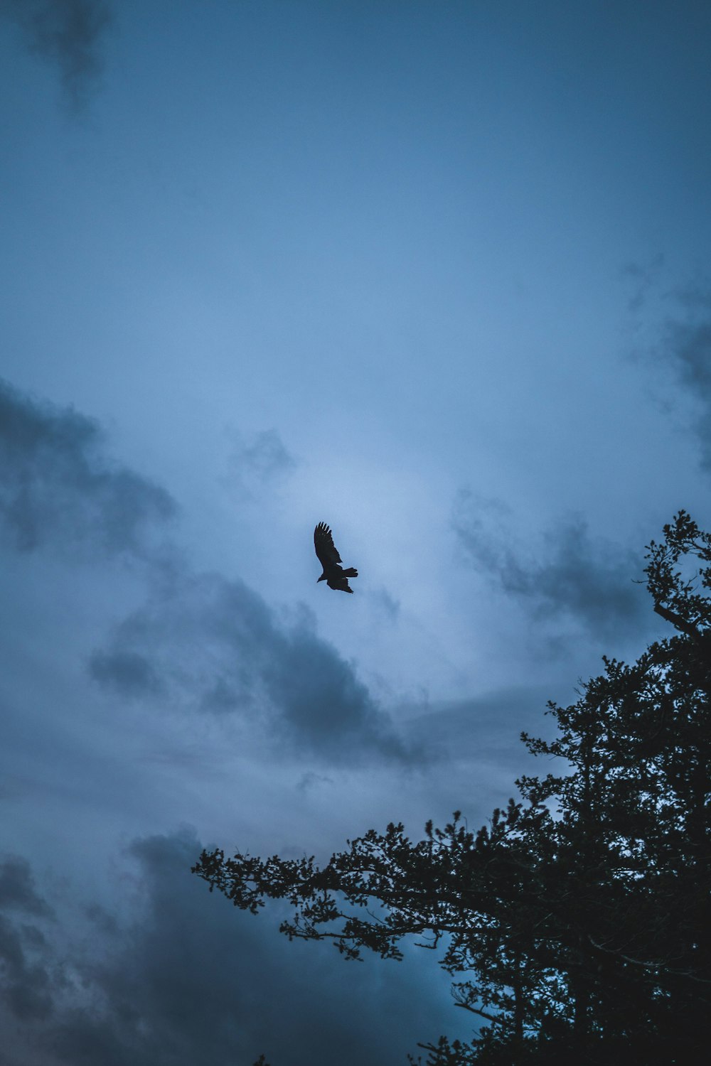 bird flying over the clouds during daytime