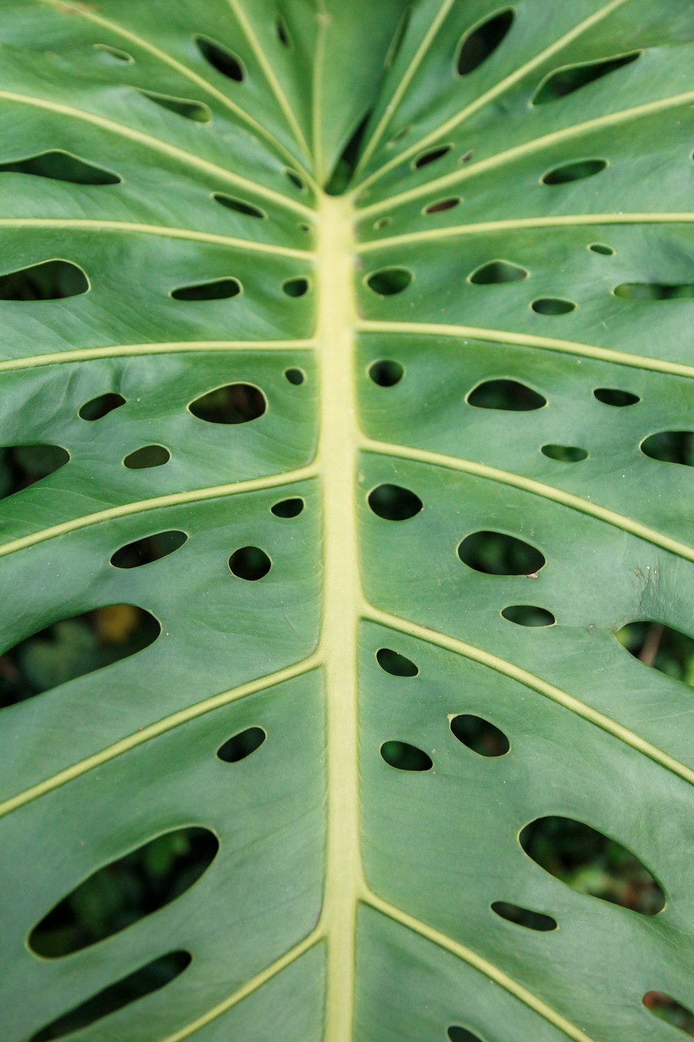 water droplets on green leaf