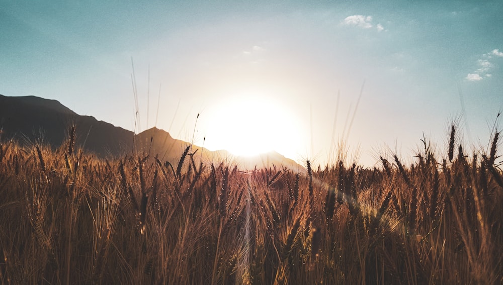 brown grass field near mountain during daytime