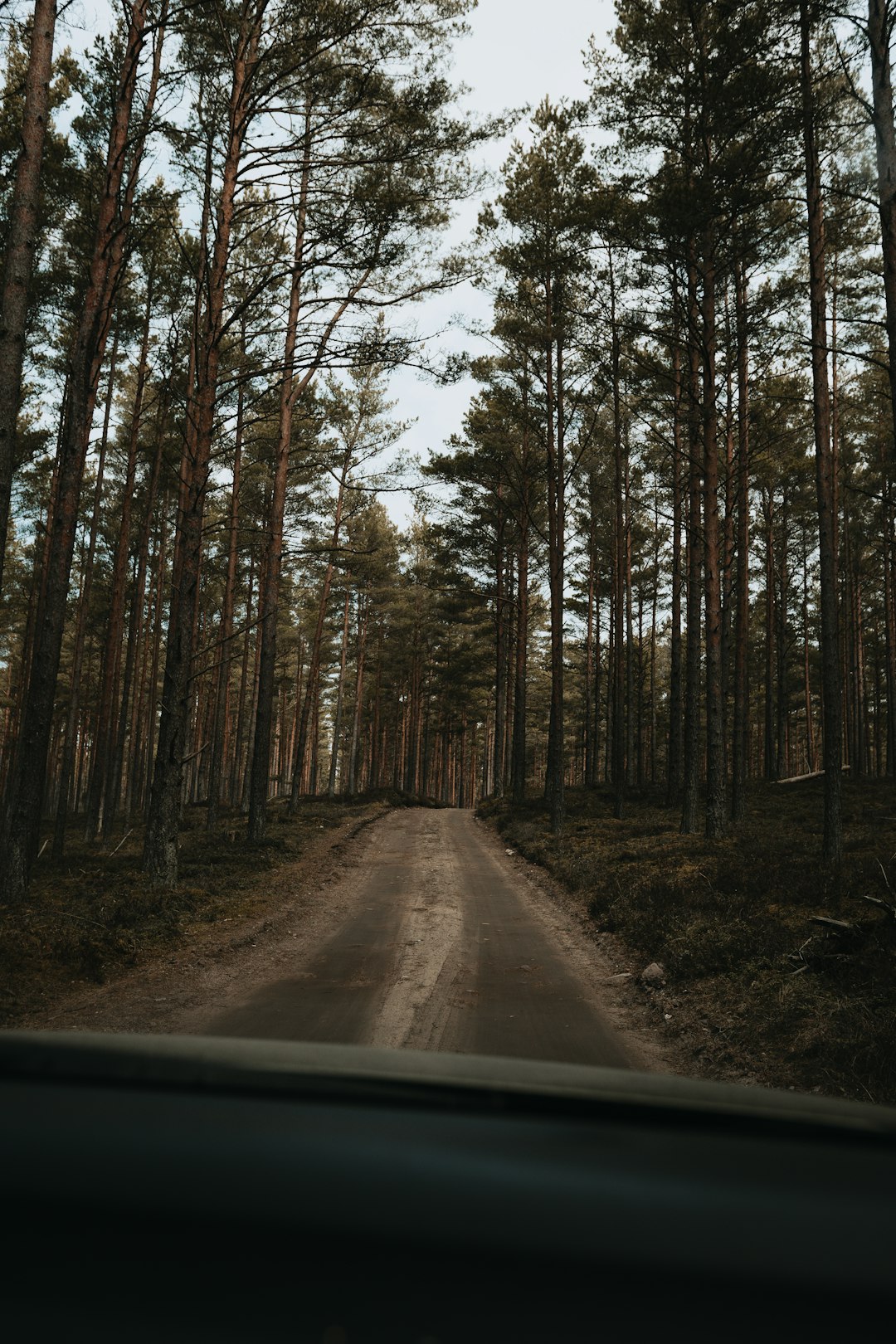 brown road between green trees during daytime