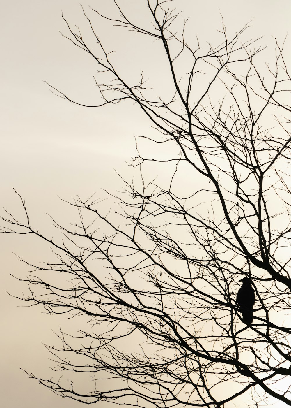 leafless tree under gray sky