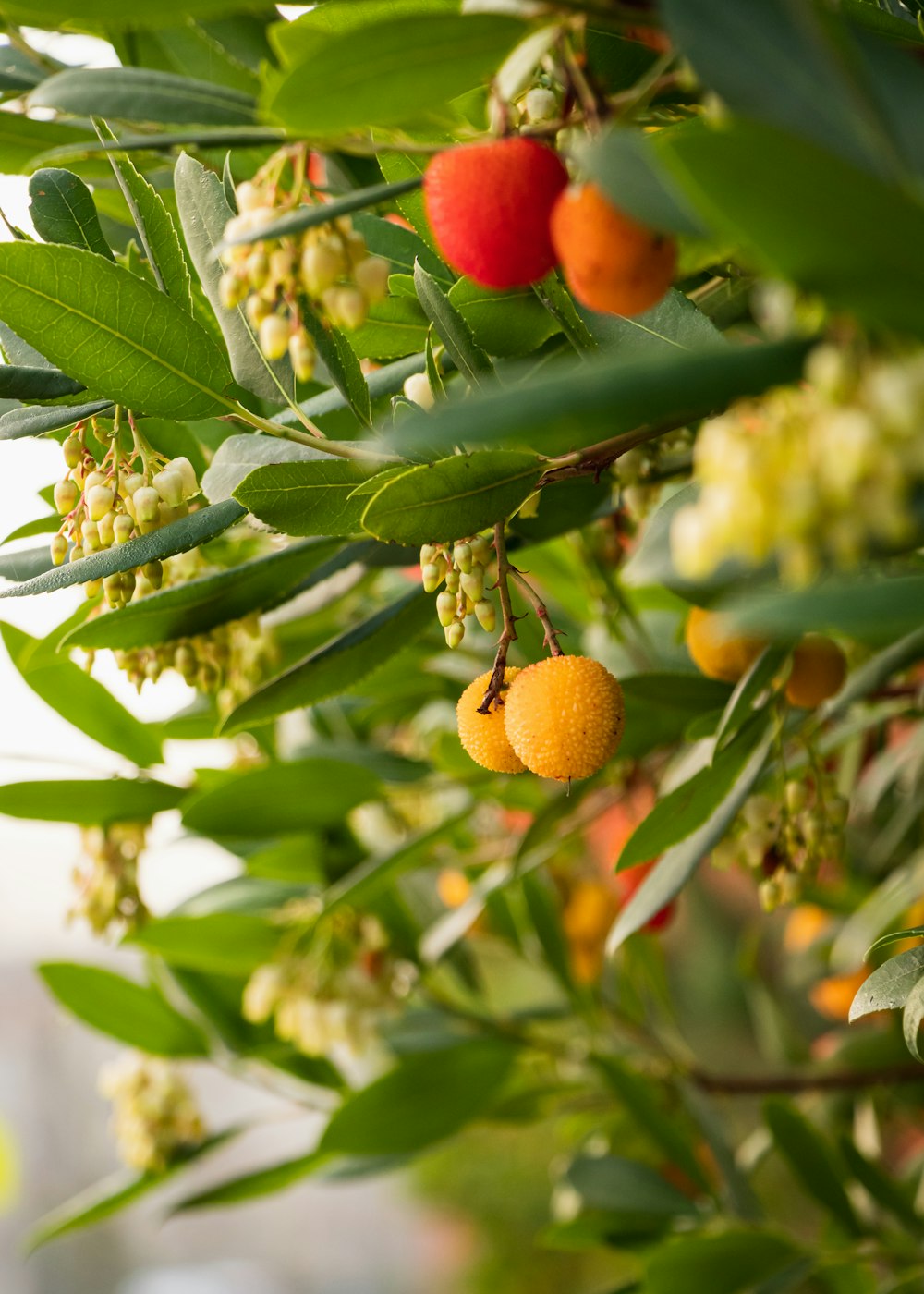 Fruit orange sur plante verte