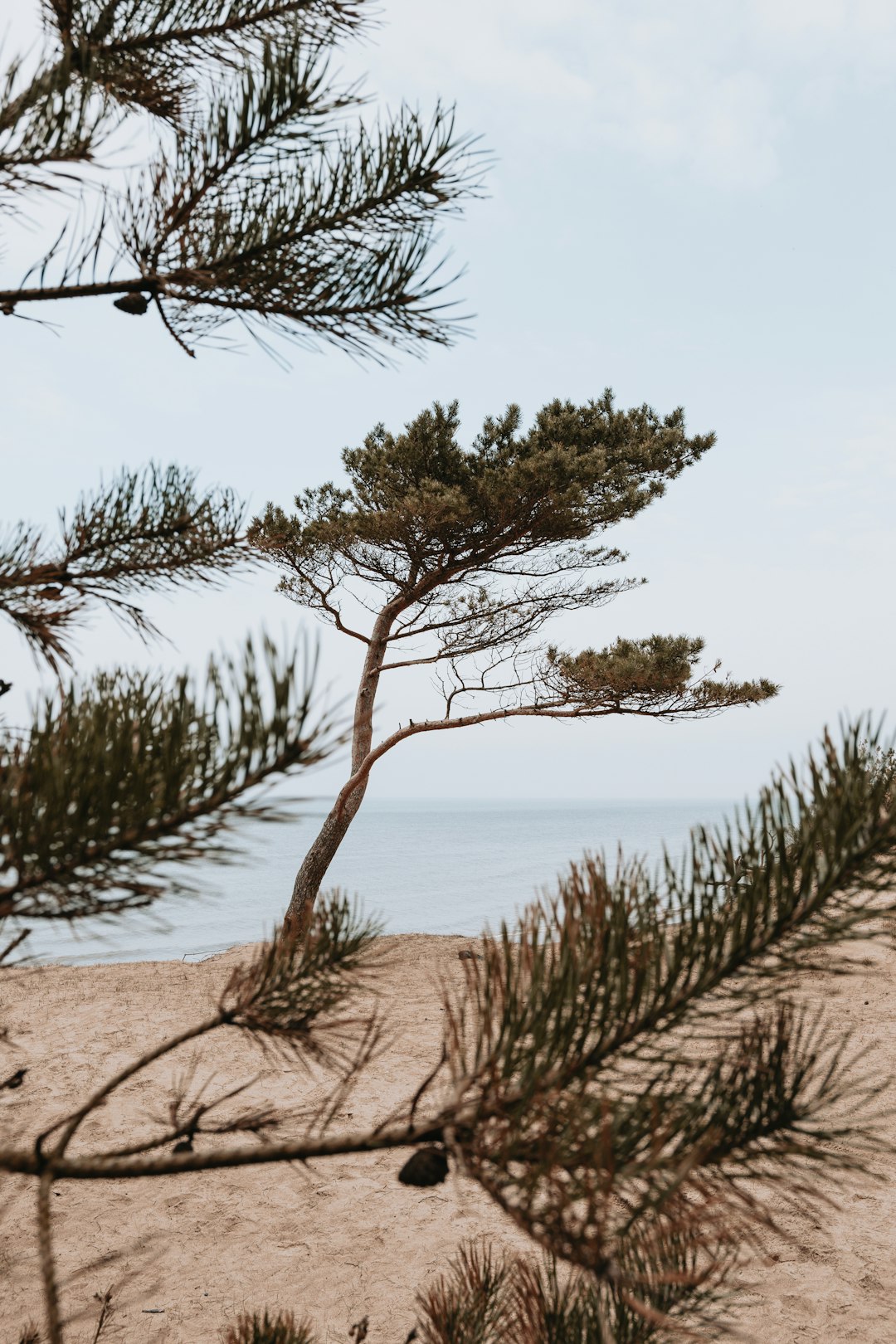 green tree on brown sand near body of water during daytime