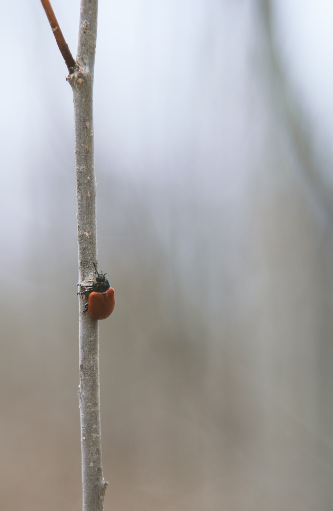 red ladybug perched on gray stick in shallow focus lens