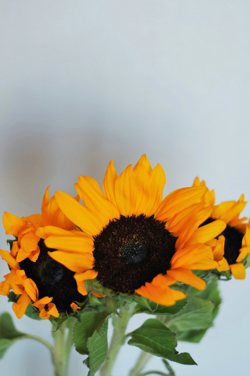 sunflower in tilt shift lens