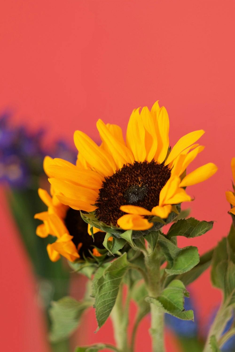 Girasol amarillo en fotografía de primer plano