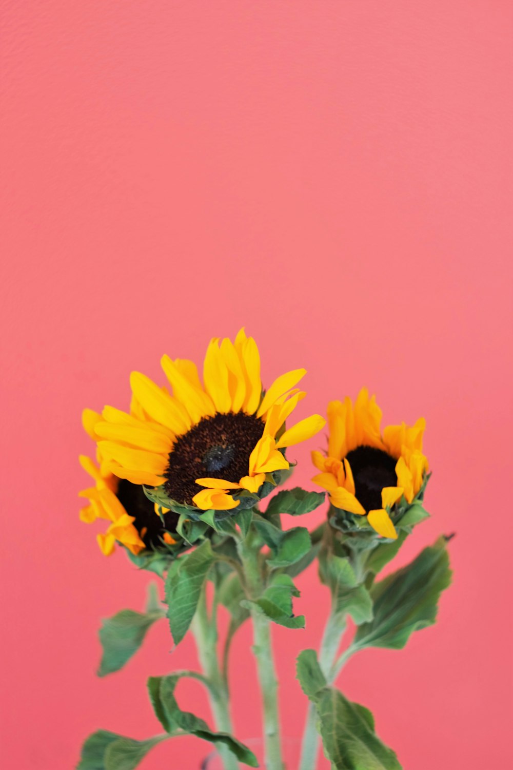 yellow sunflower in close up photography