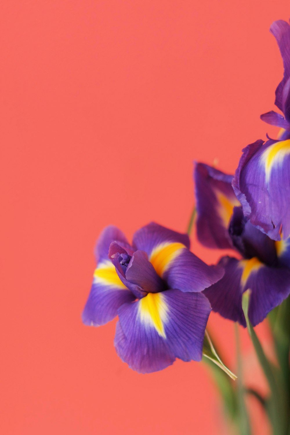 Flor amarilla y púrpura en fotografía de primer plano