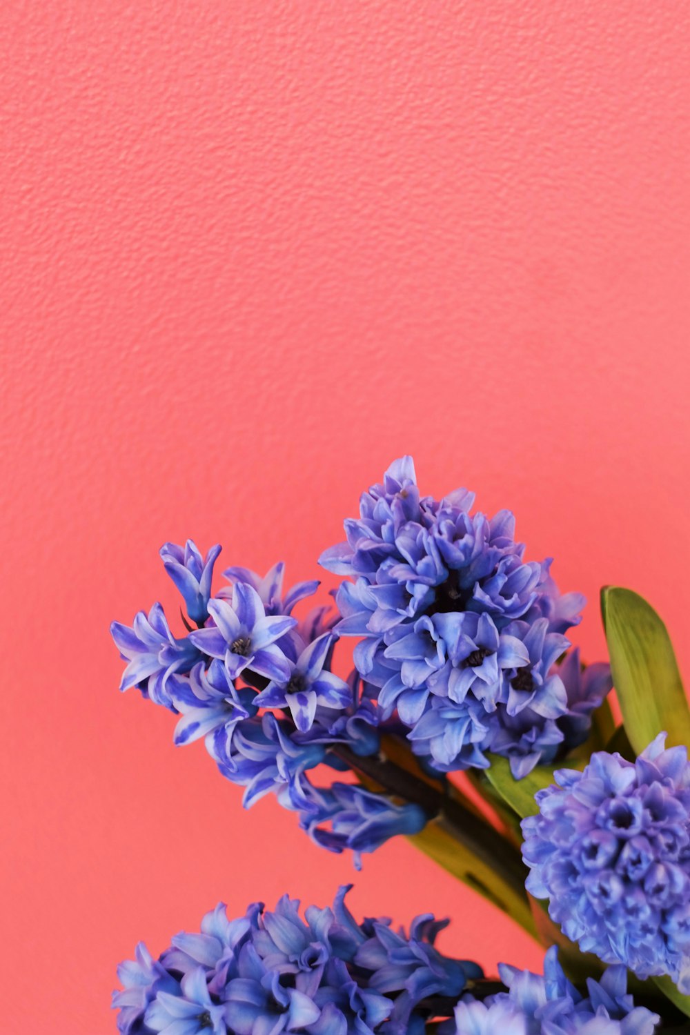 purple flower on brown wooden stick