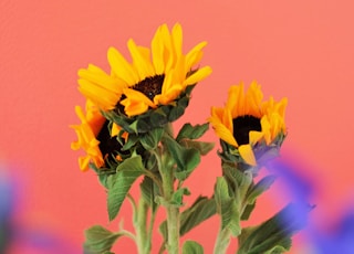 yellow sunflower in bloom during daytime