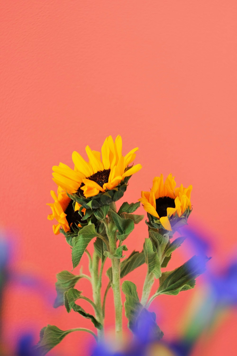 girassol amarelo em flor durante o dia