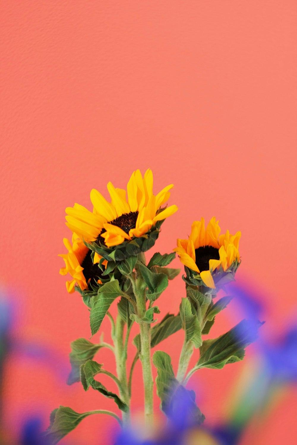 yellow sunflower in bloom during daytime