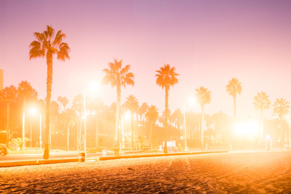 palm trees on the beach during sunset