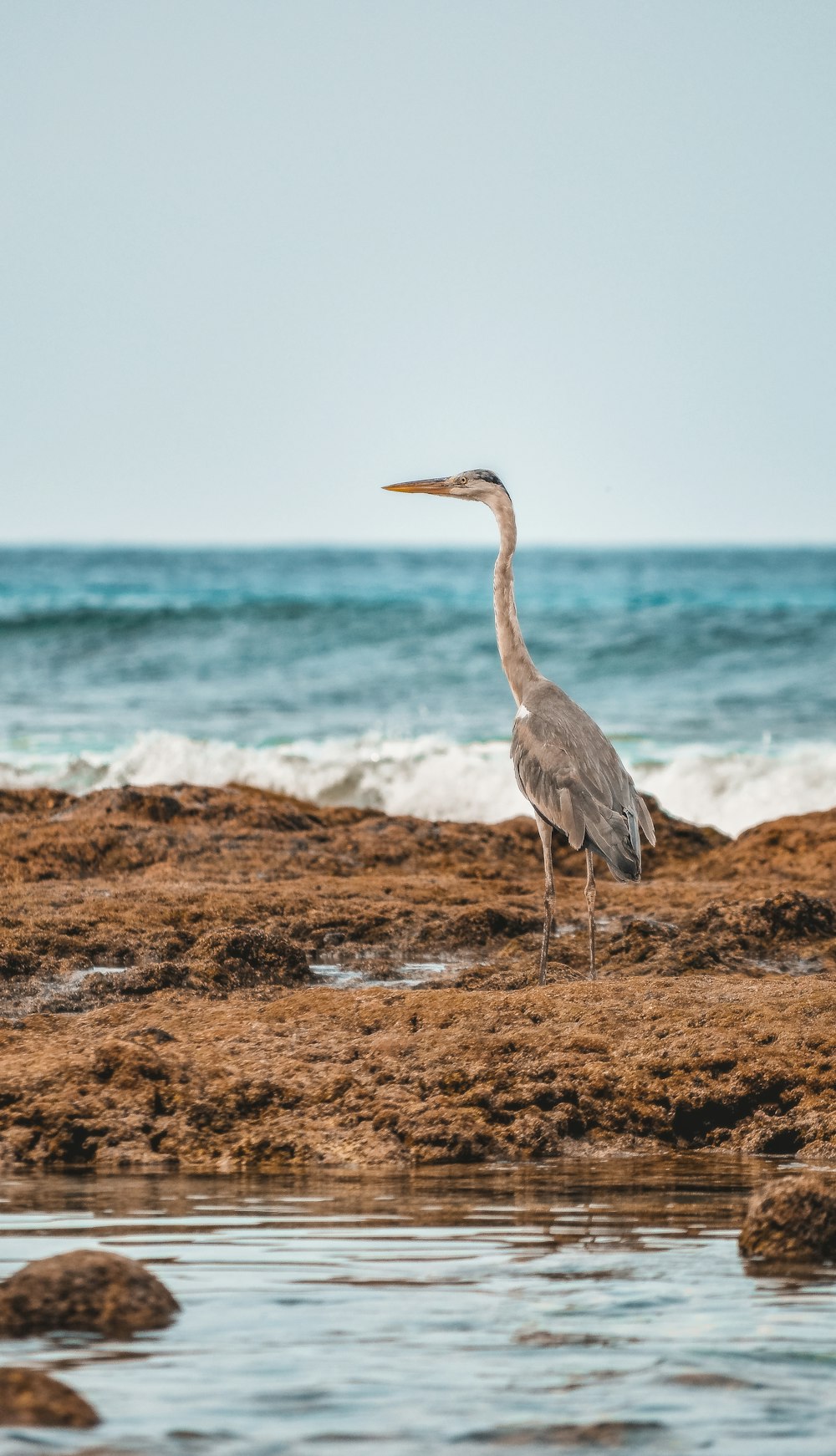 grey heron on brown field near sea during daytime