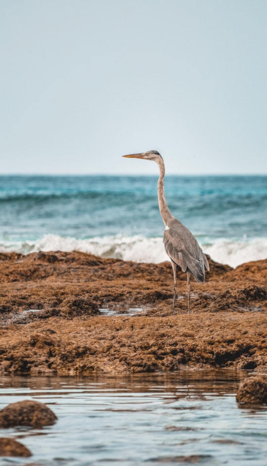 grey heron on brown field near sea during daytime in Kulhudhuffushi Maldives